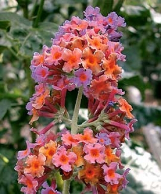 Budleja (Buddleja x) Bicolor